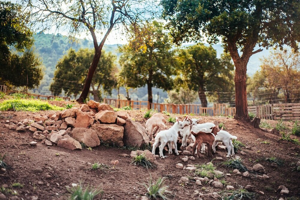 Фото Agriturismo Camisadu