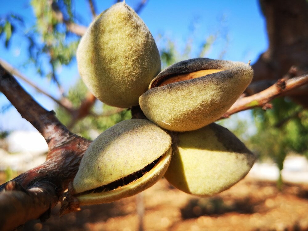 Фото Masseria Poesia