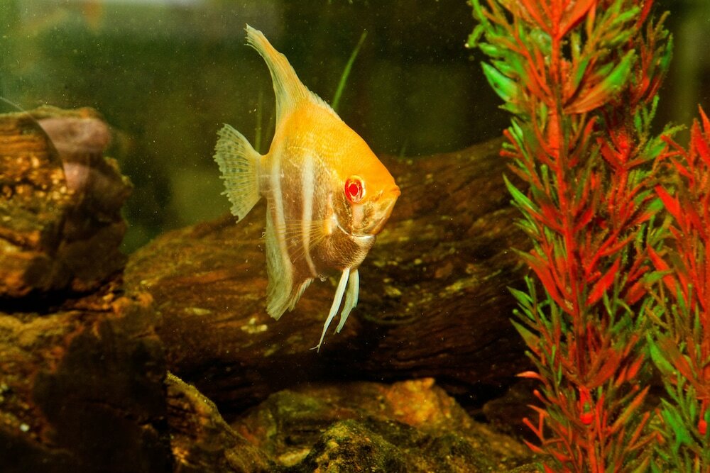 Фото Casa Forno Country Hotel