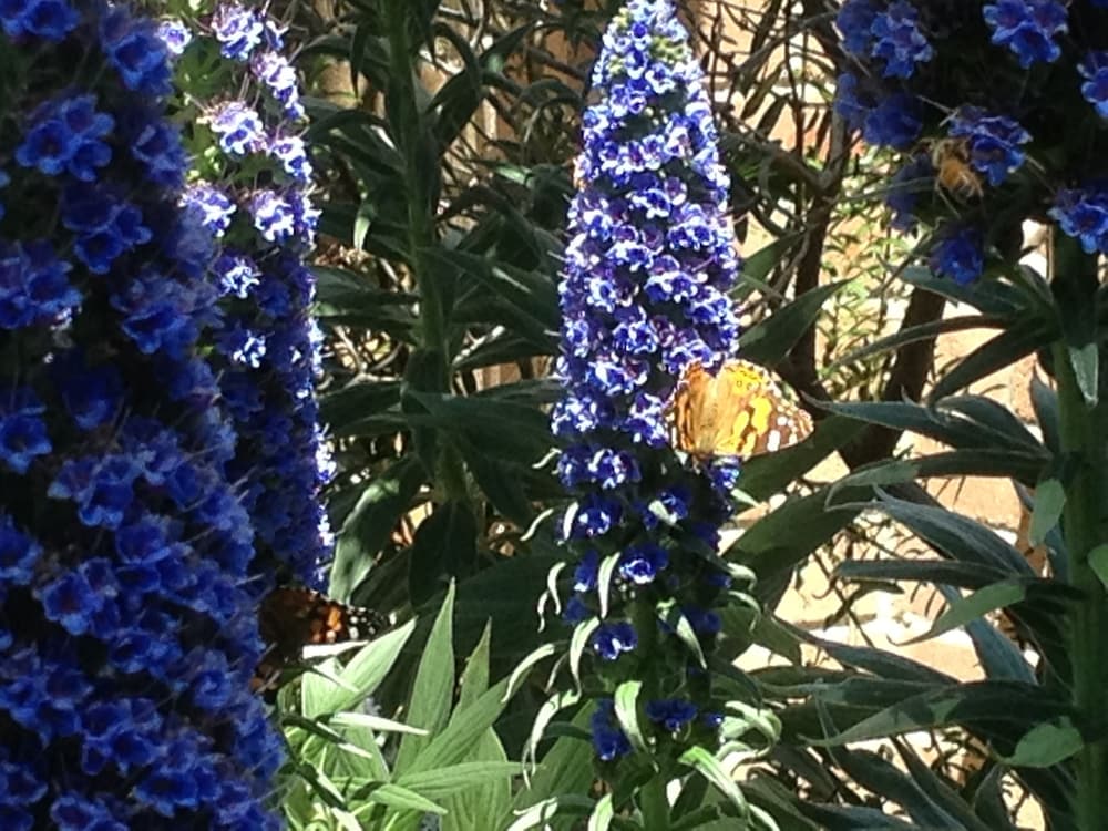 Фото Bethany Manor Bed & Breakfast