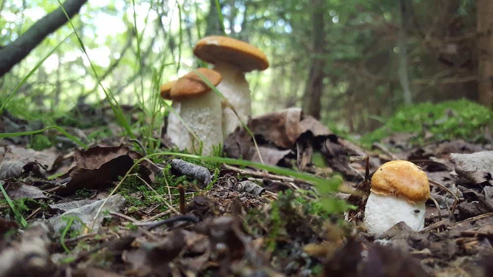 Фото Penzion Sileo