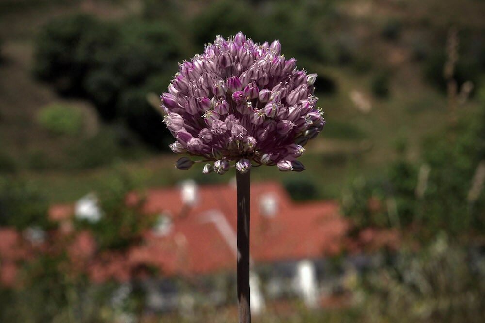 Фото Quinta do Chocalhinho