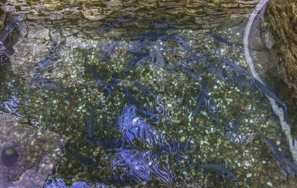 Фото Hotel Plava Laguna