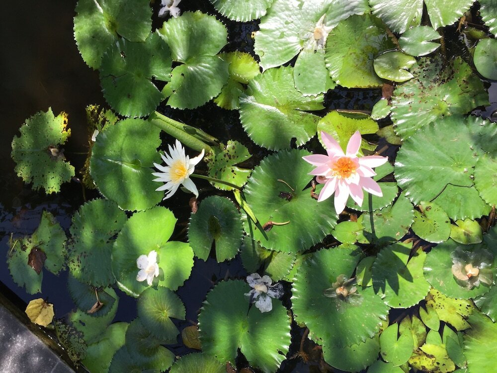 Фото Amor Bali Villas & SPA Resort