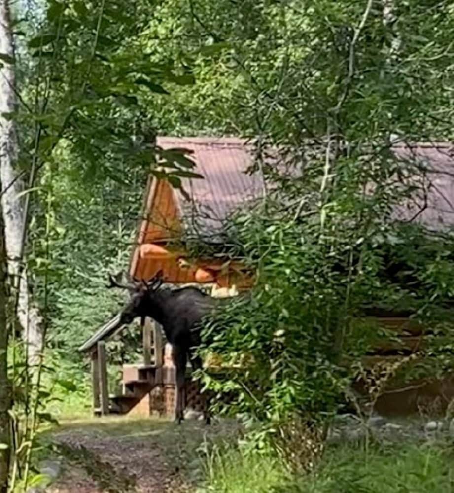 Фото Meandering Moose Lodging