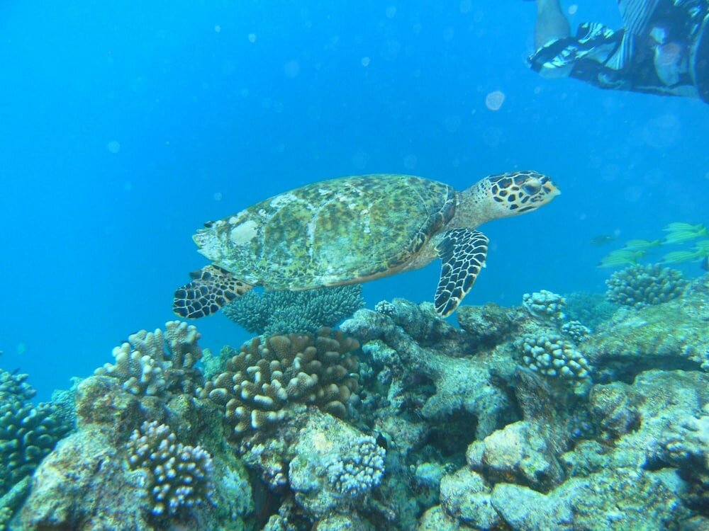 Фото Rasdhoo Coralville Hotel