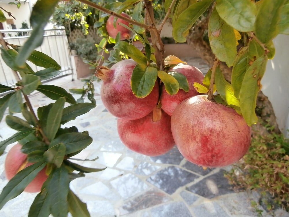 Фото Apartments Cordis