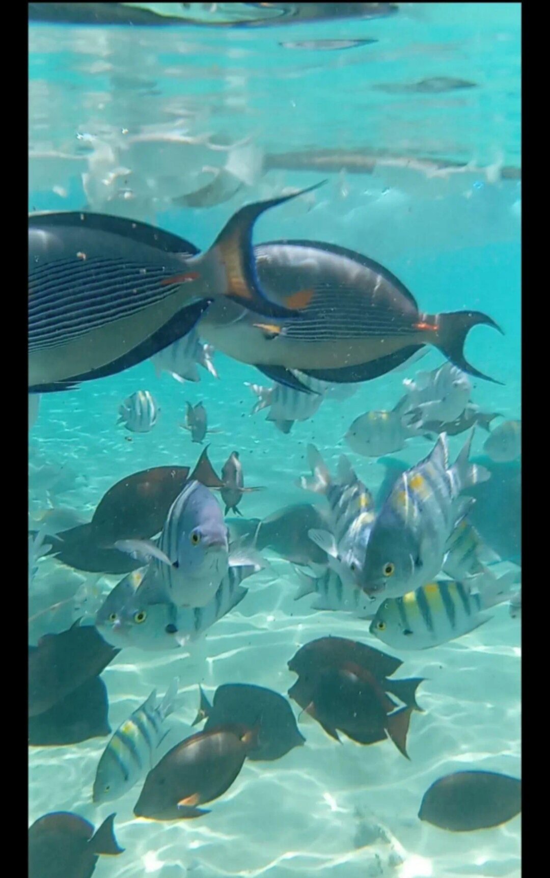 Фото Cataract Sharm Resort