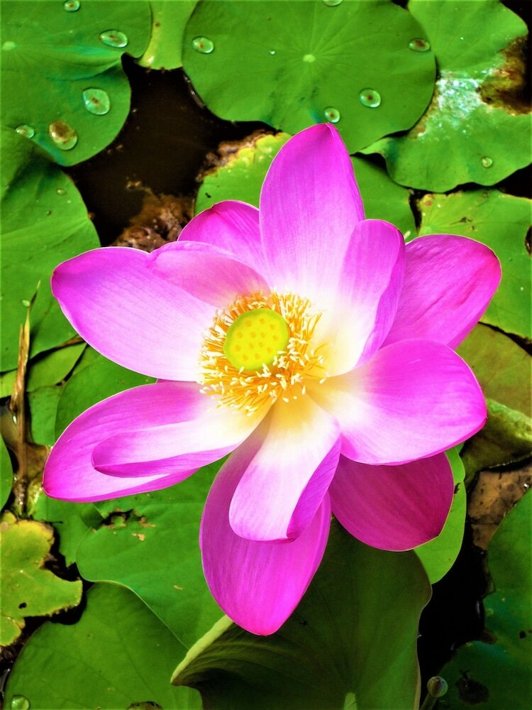 Фото The Mahogany Villa