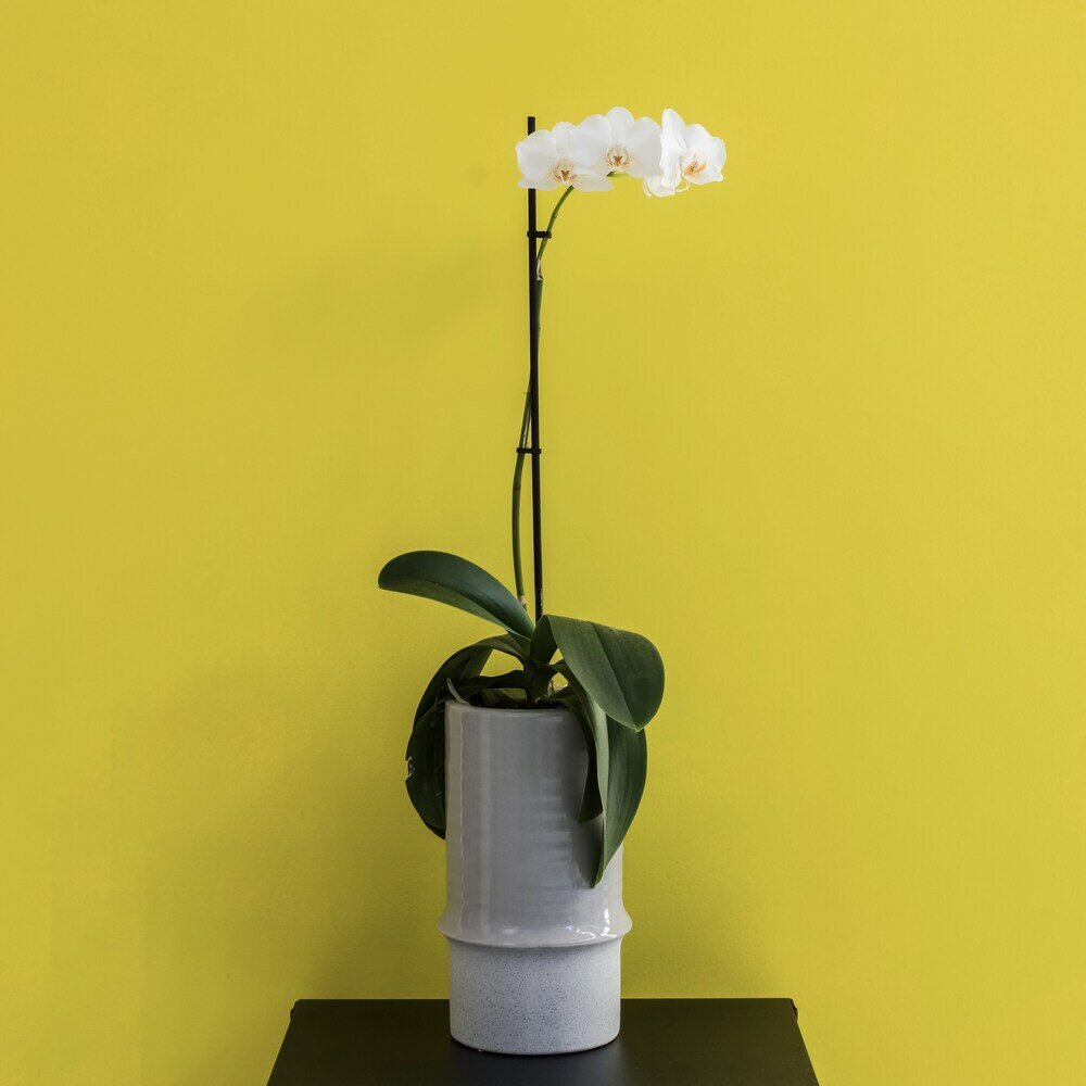 Фото Iasonos Suites