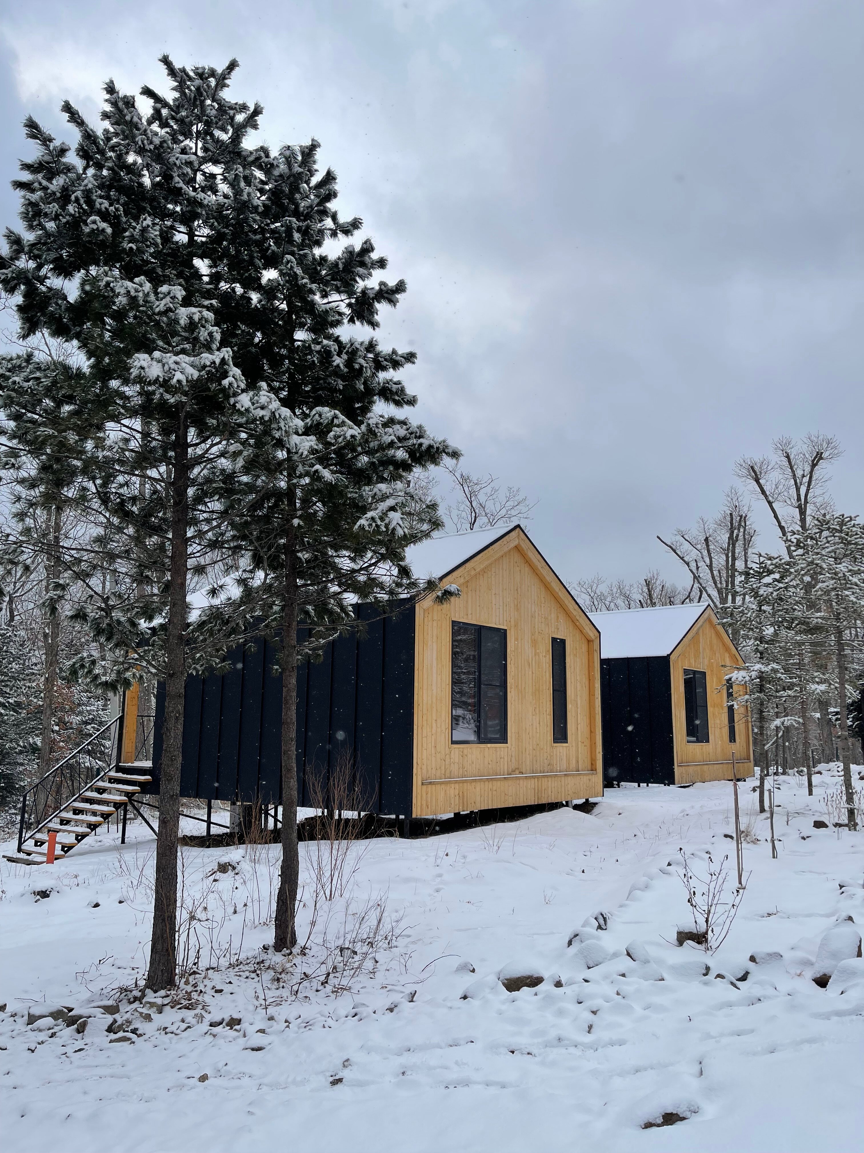 Фото Pine Family