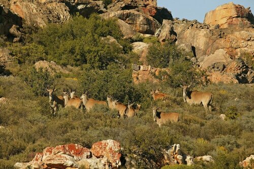 Внешний вид отеля Bushmans Kloof Wilderness Reserve в Муниципалитете Седерберге, фото 2
