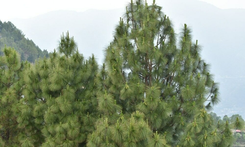 Фото Great View Hotel And Restaurant