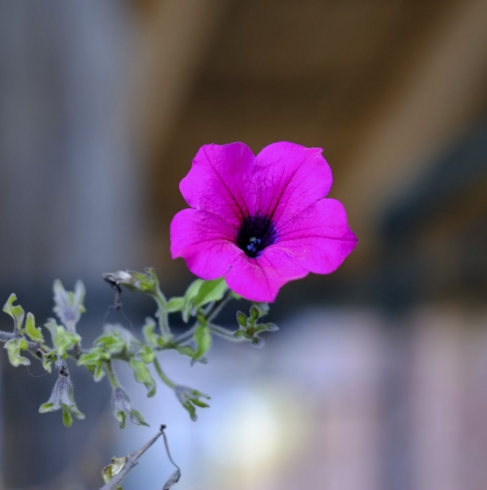 Фото Agriturismo Al Marnich