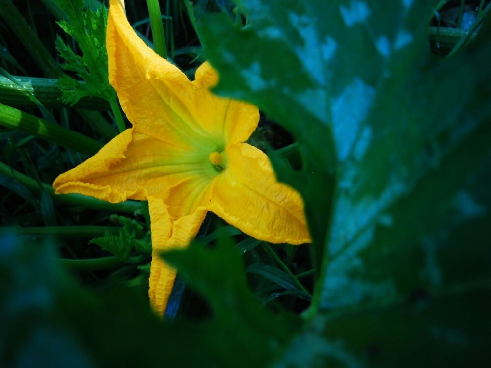 Фото Agriturismo Al Marnich