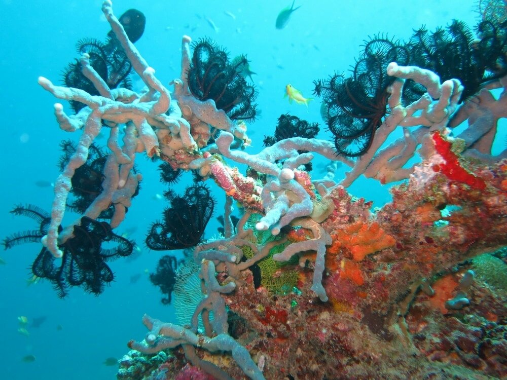 Фото Smera Grand