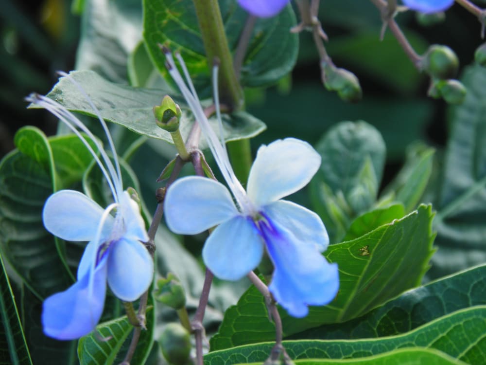 Фото Bellevue Suites - Adults Only