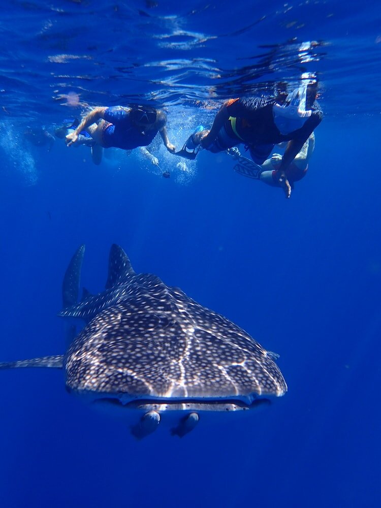 Фото SeaLaVie Inn