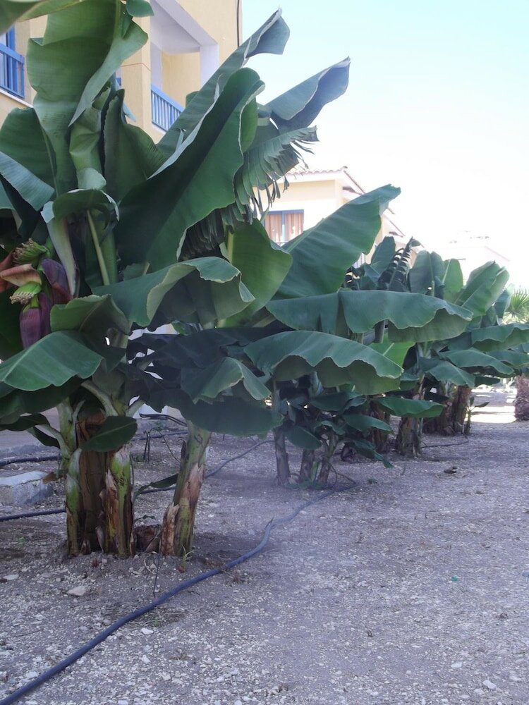 Фото Kefalonitis Apartments