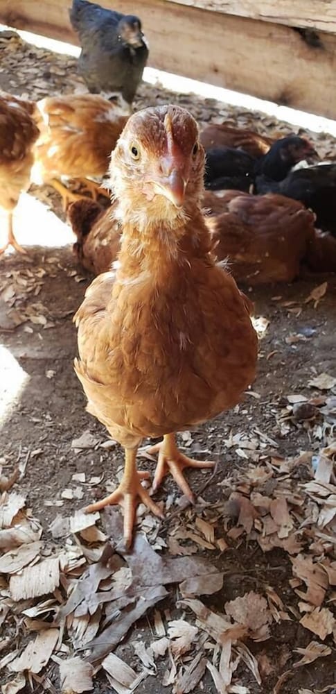 Фото Sassy Springs Retreat