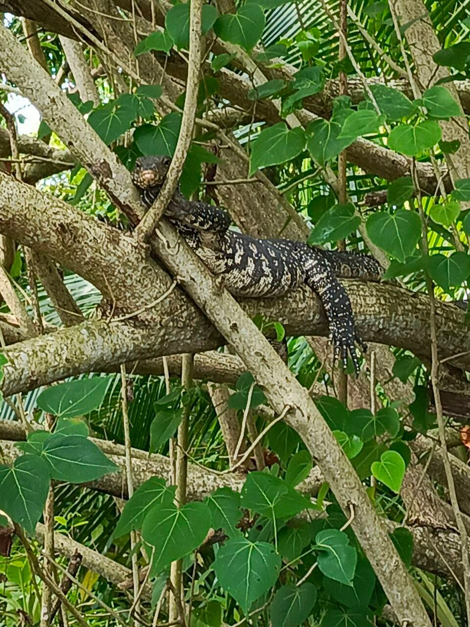 Фото Hibiscus Beach Hotel & Villas