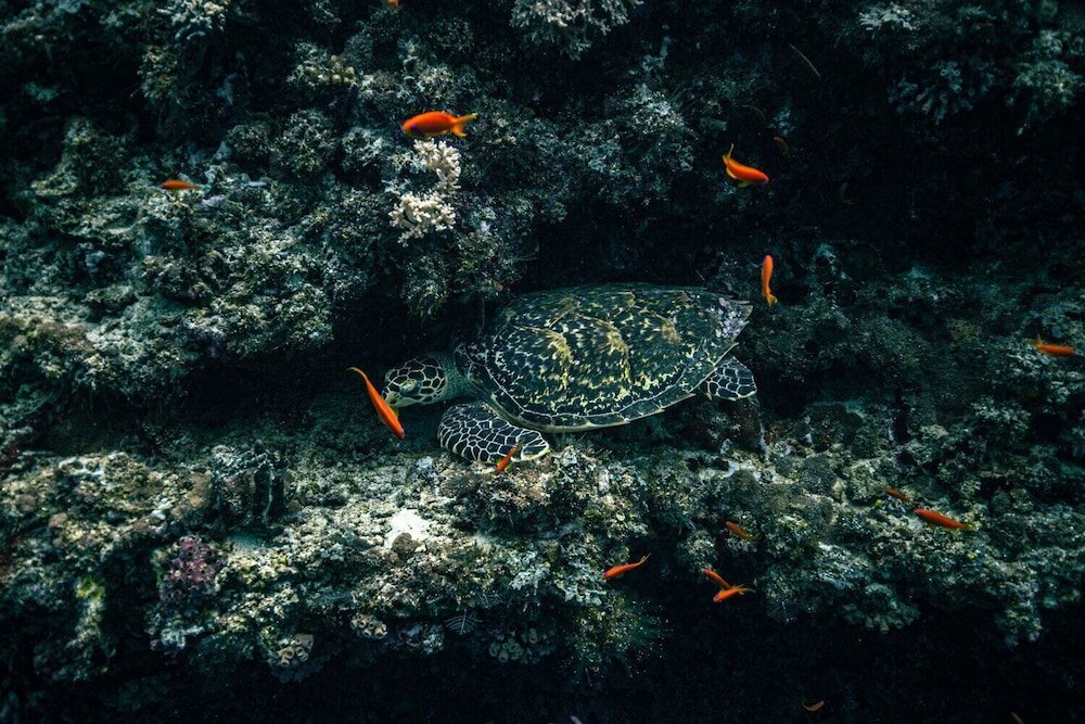 Фото Endheri Sunset