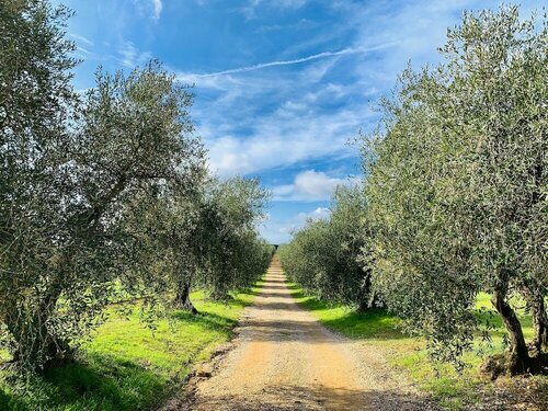 Гостиница Tenuta Agricola Fraschiera