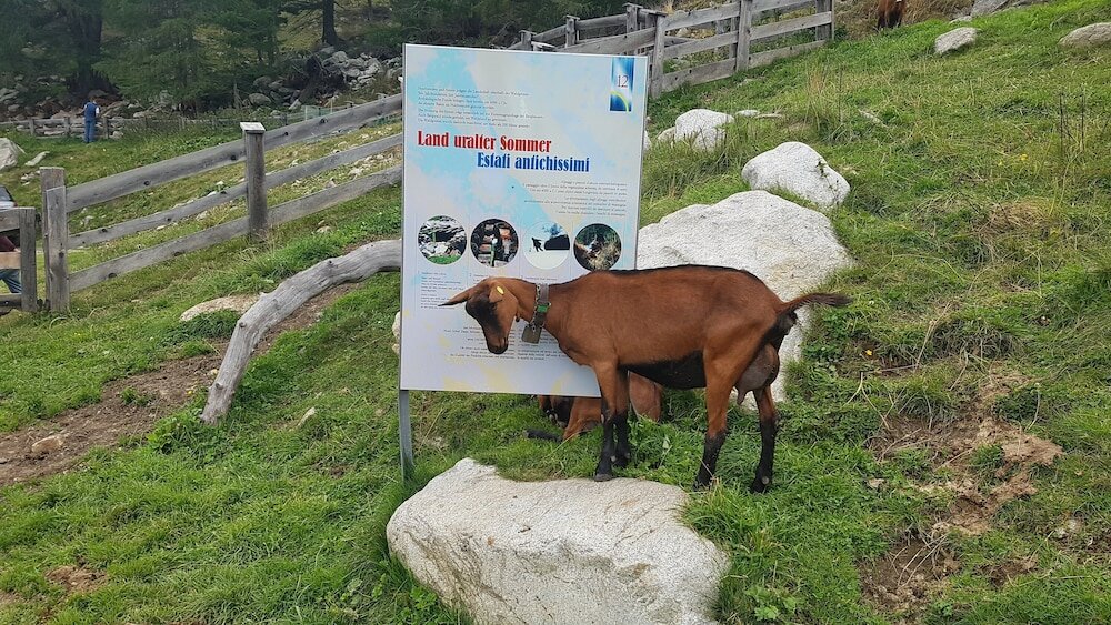 Фото Alphotel Stocker