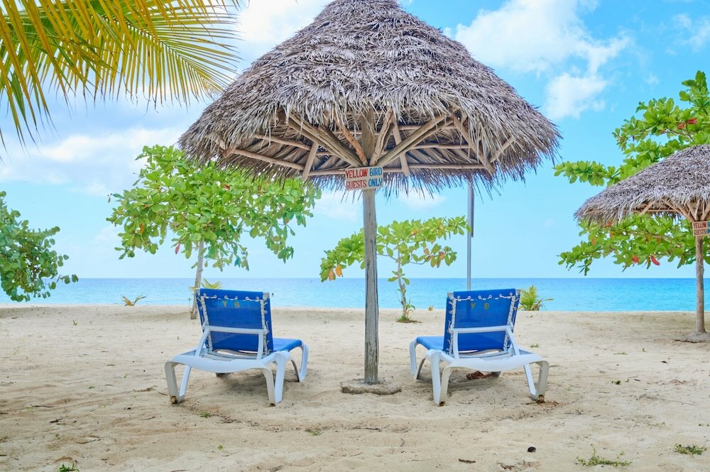 Фото The Yellow Bird