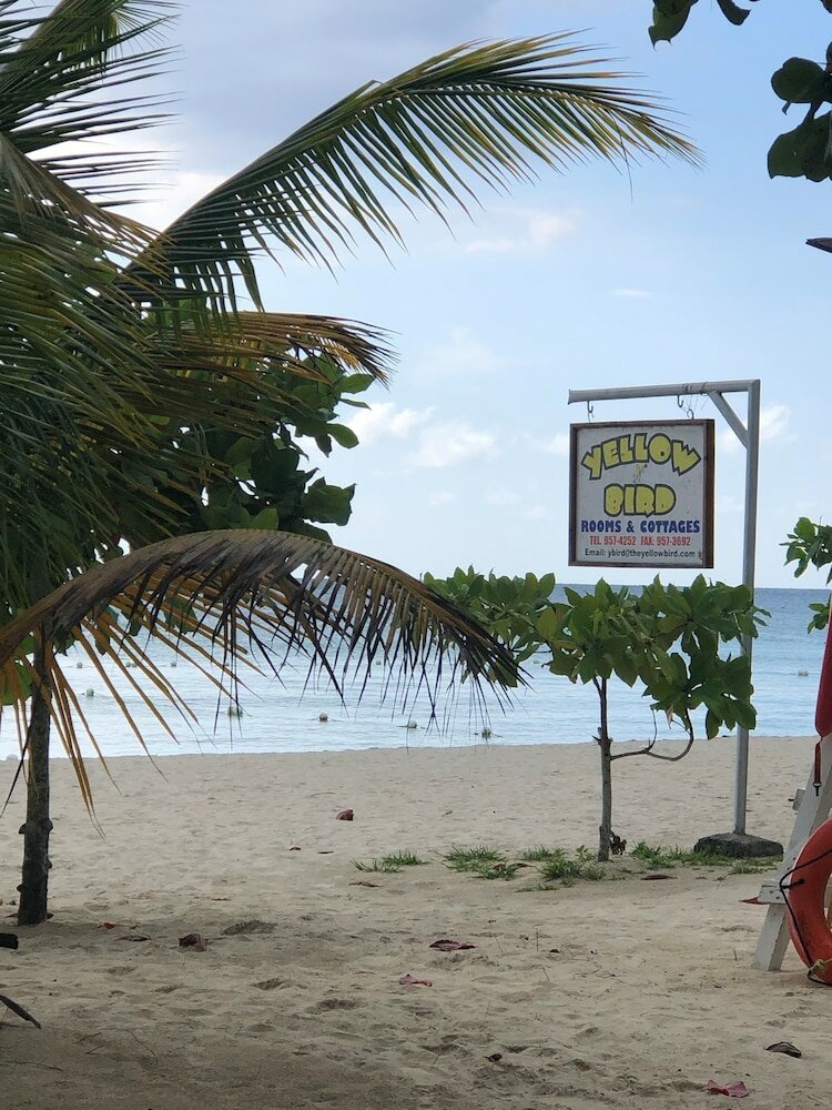 Фото The Yellow Bird