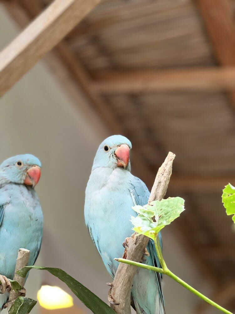 Фото Lagoon Villa Thoddoo
