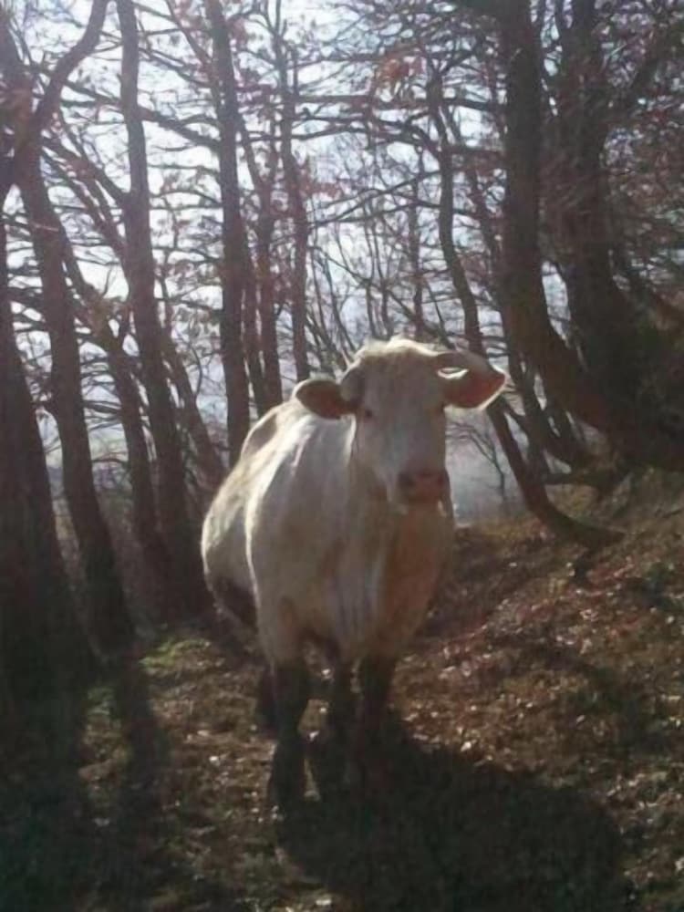 Фото Pietra Maula Agriturismo