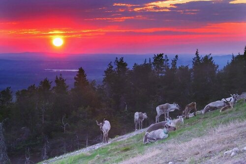 Гостиница Holiday Club Ruka apartments & cottages