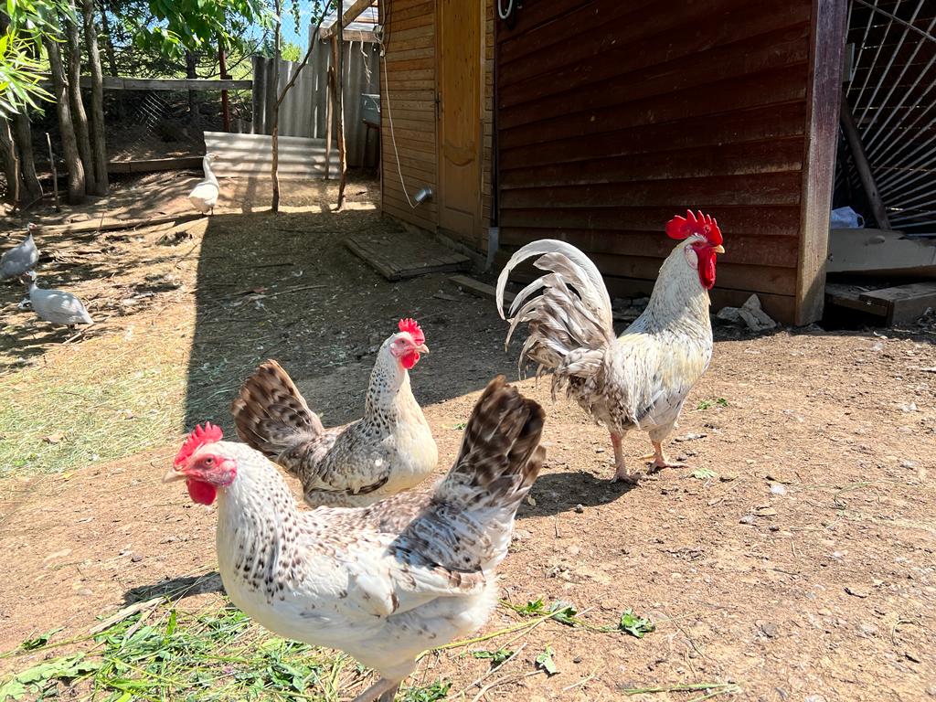 Фото Еремичи