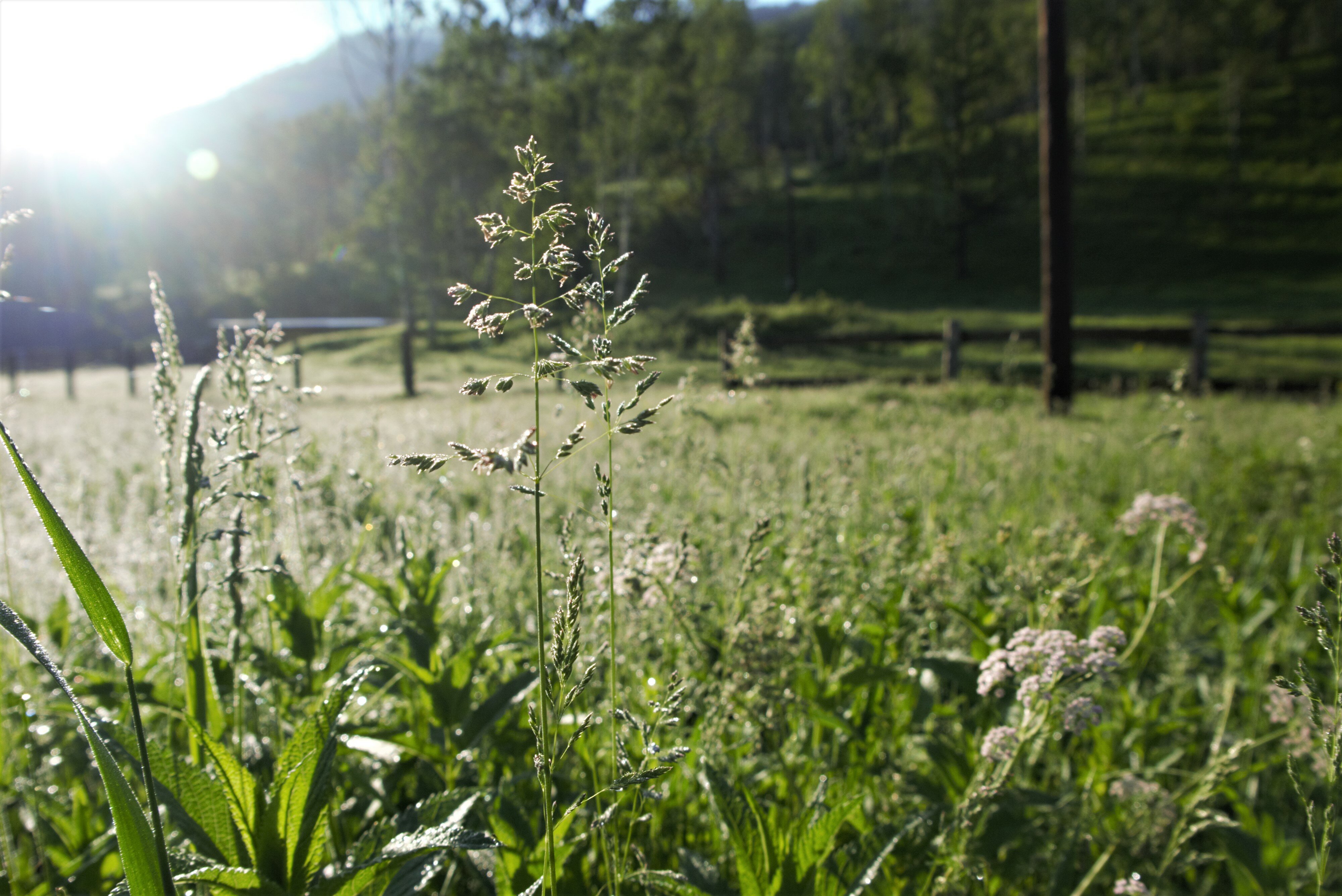 Фото Чедоев привал
