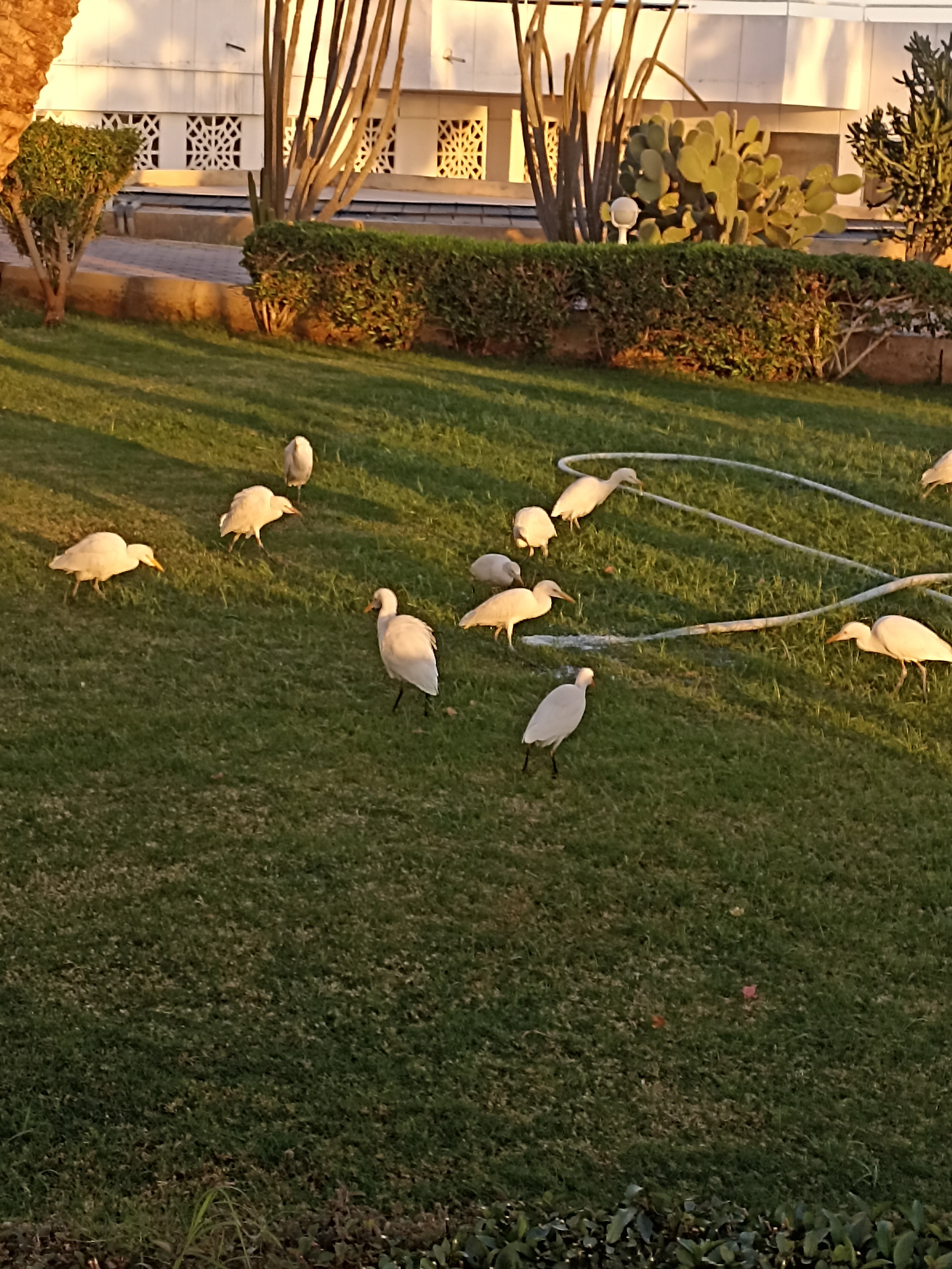Фото Sharm Reef Hotel
