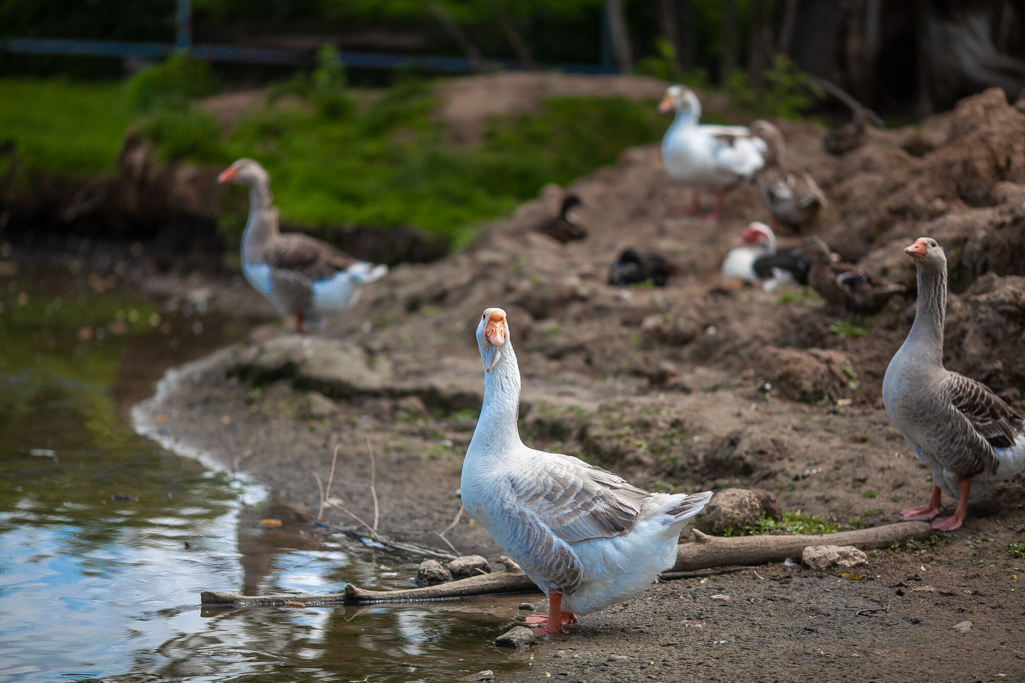 Фото Эль ранчо