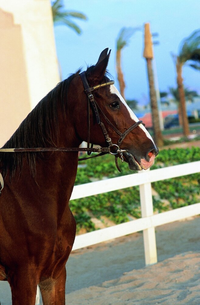 Фото Concorde El Salam Hotel Cairo