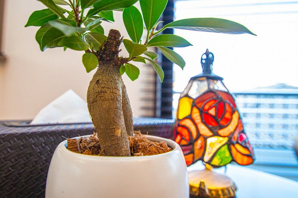 Фото Amp Flat Ogokusou