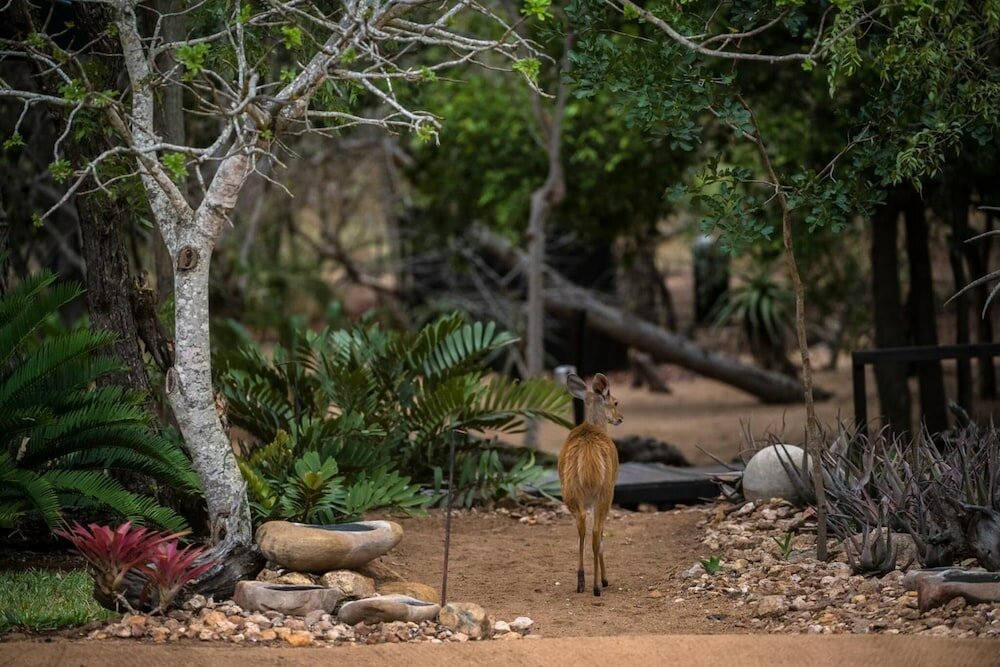 Фото Avoca Private Bushcamp