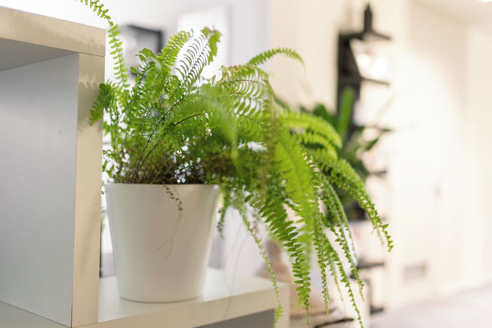 Фото LaCliniQVerte - Bio Détox Nature