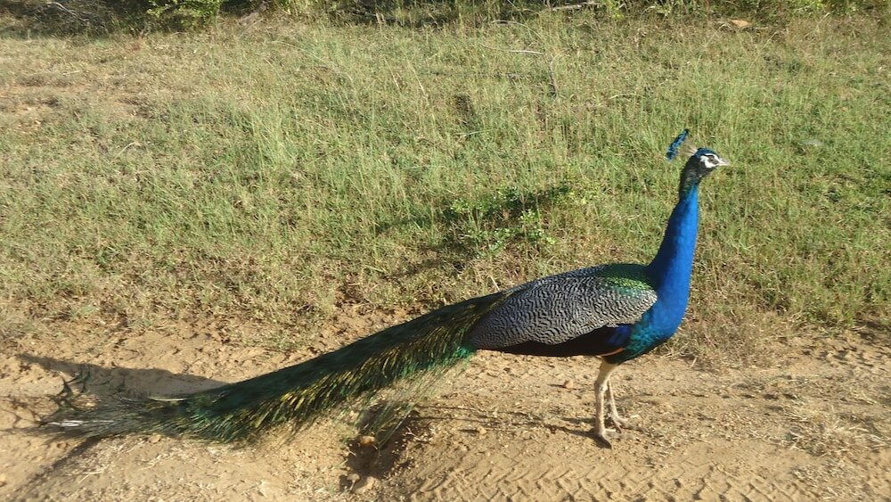 Фото Yala Big Game Drive with Heina Eco Team