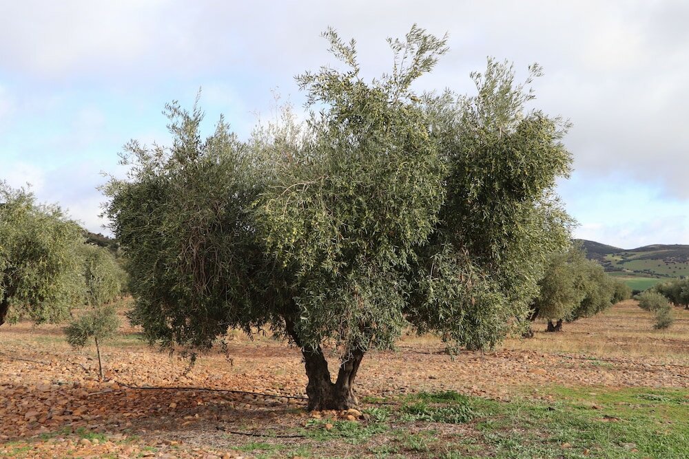 Фото Agroturismo la finka