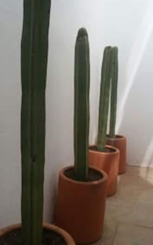 Фото Oaxaca at your doorstep