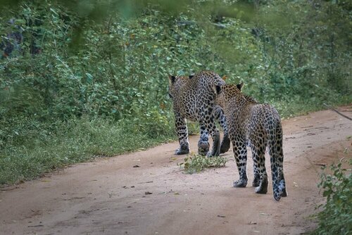 Гостиница Funky Leopard Safari Lodge Bordering Yala National Park - Hostel в Провинции Ува