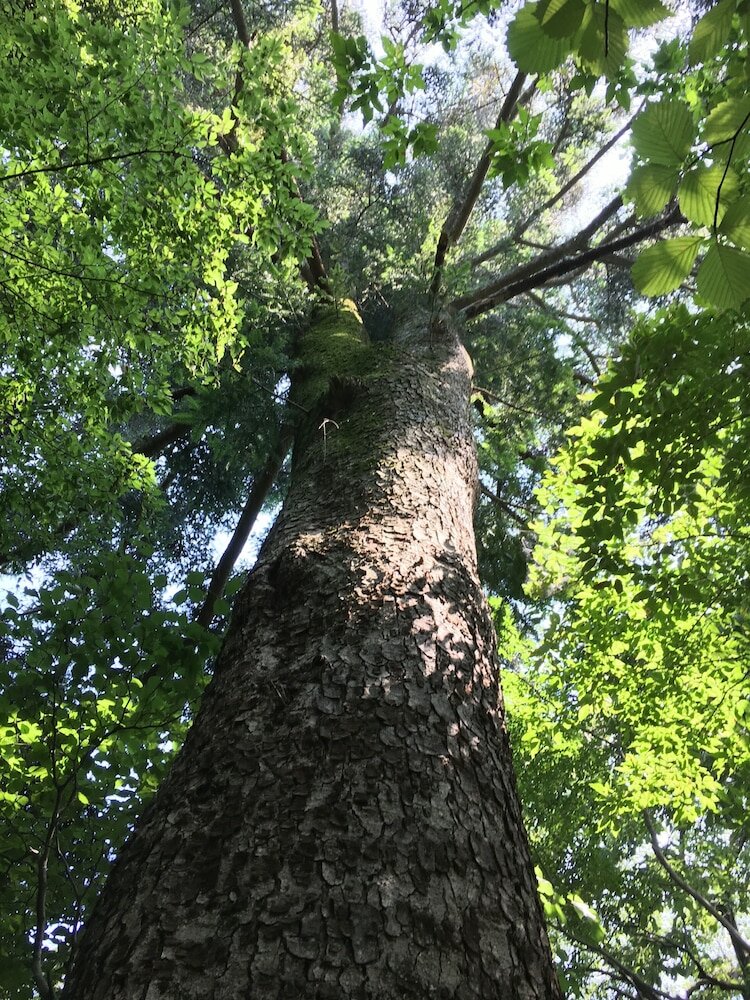 Фото Guesthouse Mori No Eki