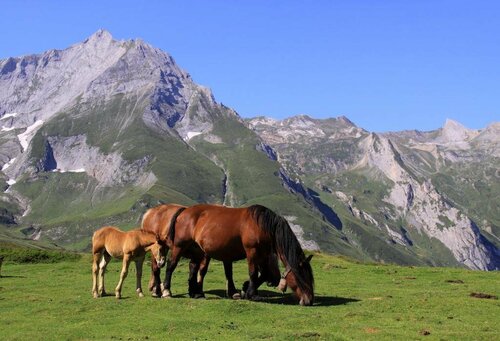 Внешний вид отеля Au Primerose Hôtel в Аржелес-Газосте, фото 4