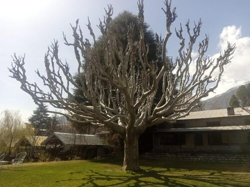 Гостиница Mountain Inn Hotel Chitral в Читрале