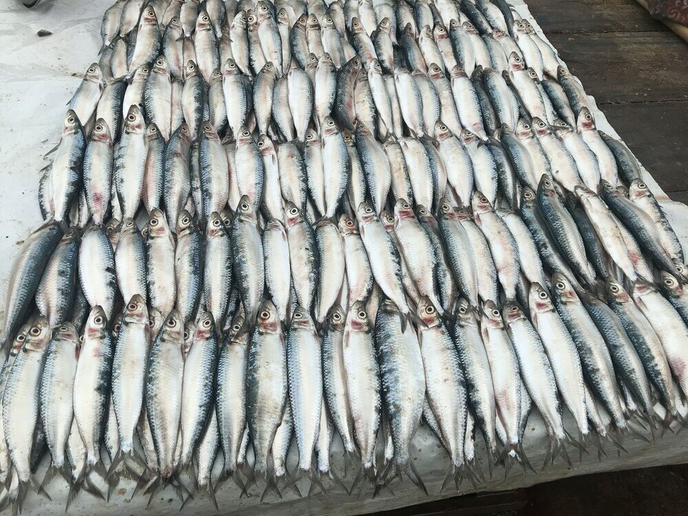 Фото Orchard House