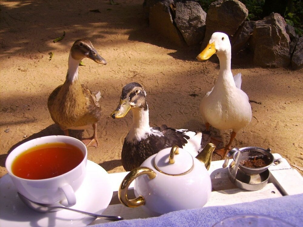 Фото The Icebear Guesthouse